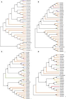 Occurrence and Phylogenetic Analysis of DWV in Stingless Bee (Apidae sp.) in China: A Case Report